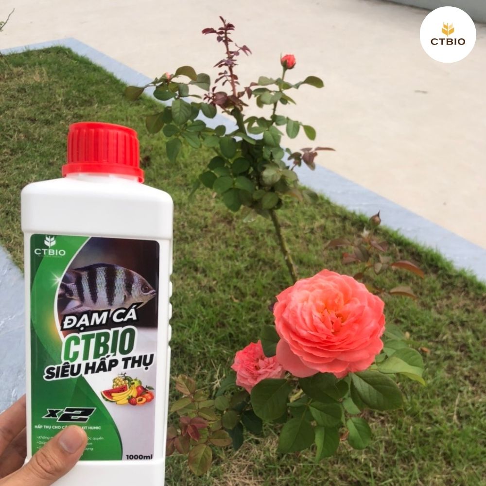 Hình ảnh chủ vườn hoa sử dụng đạm cá