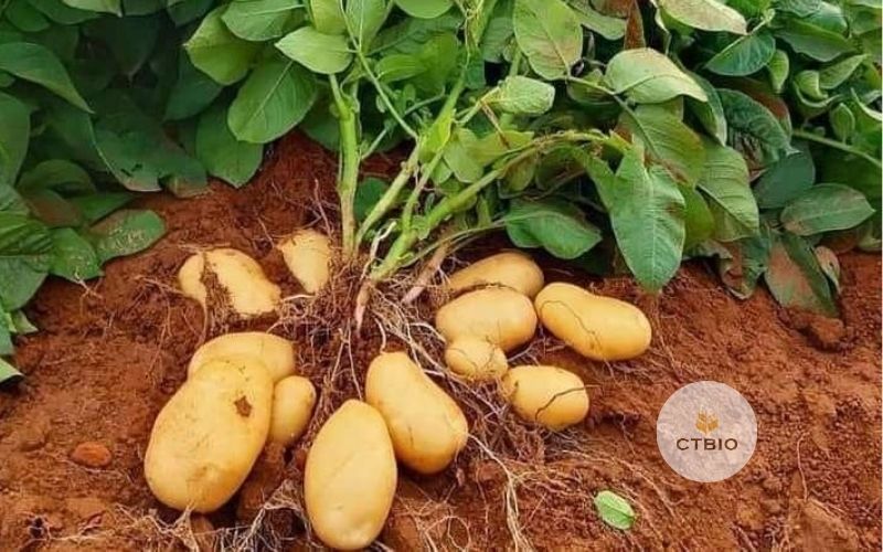 Bón đạm cá vào thời điểm thích hợp, cây thuận lợi phát triển Bón đạm cá vào thời điểm thích hợp, đạt hiệu quả cao