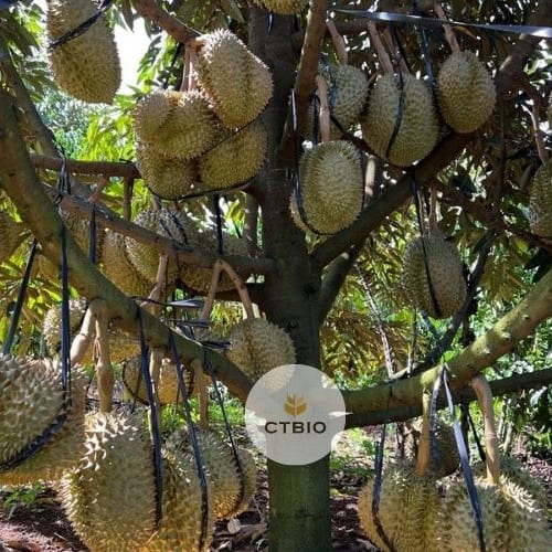 Đạm cá giúp cho cây ra sản lượng tốt hơn