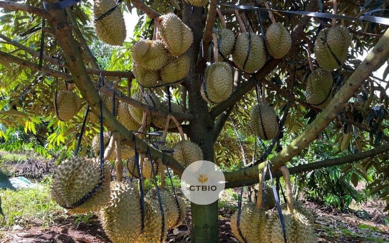 Đạm cá giúp cho cây ra sản lượng tốt hơn Đạm cá giúp cho cây ra sản lượng tốt hơn