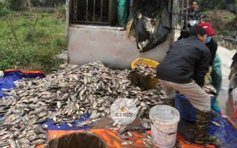 ảnh nguyên liệu làm đạm cá CTBIO Ảnh nguyên liệu làm đạm cá CTBIO